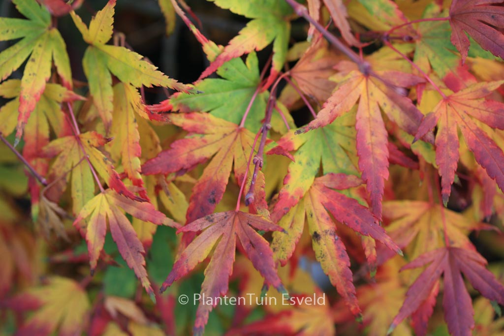 Acer palmatum ‚Seiun-kaku‘