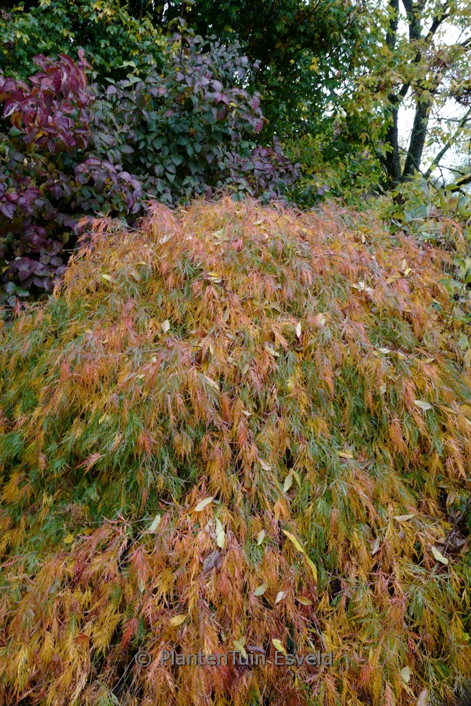 Acer palmatum ‚Seki-mori‘