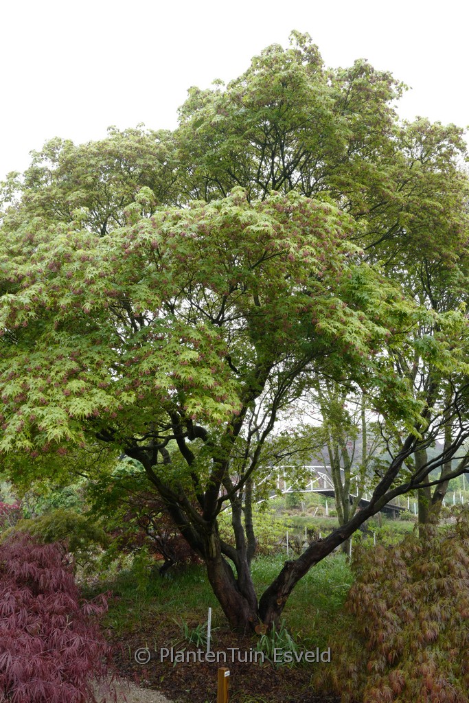 Acer palmatum ‚Sekka-yatsubusa‘