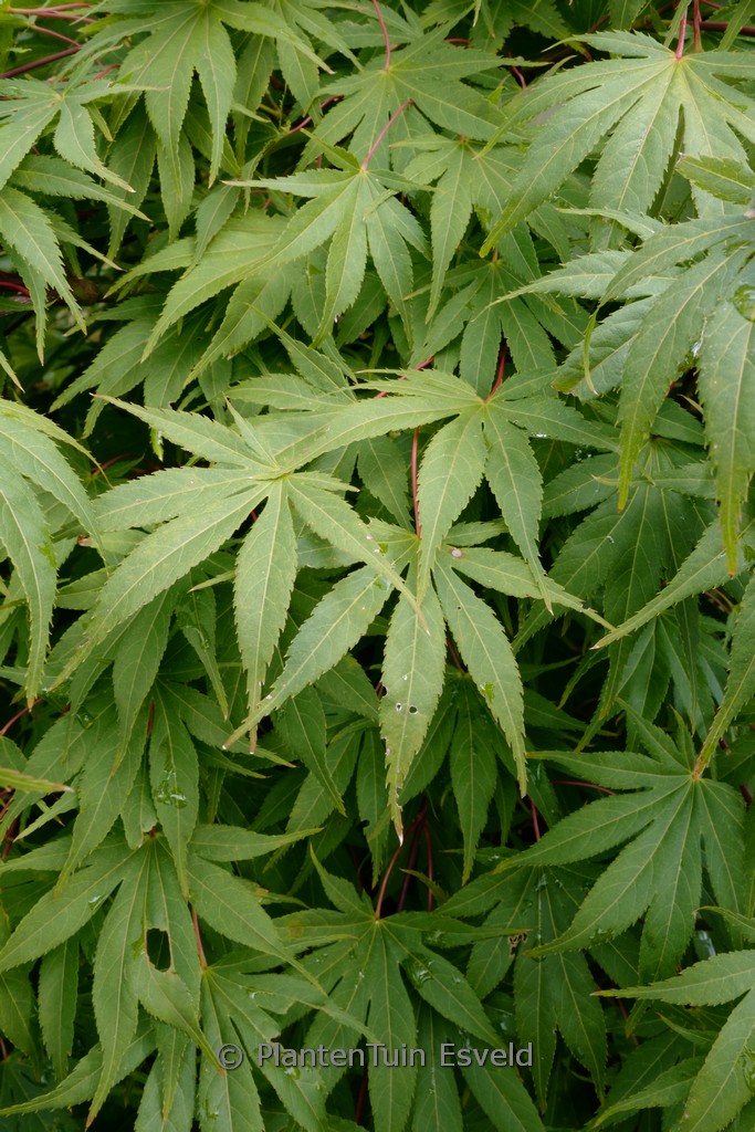 Acer palmatum ‚Semi-no-hane‘