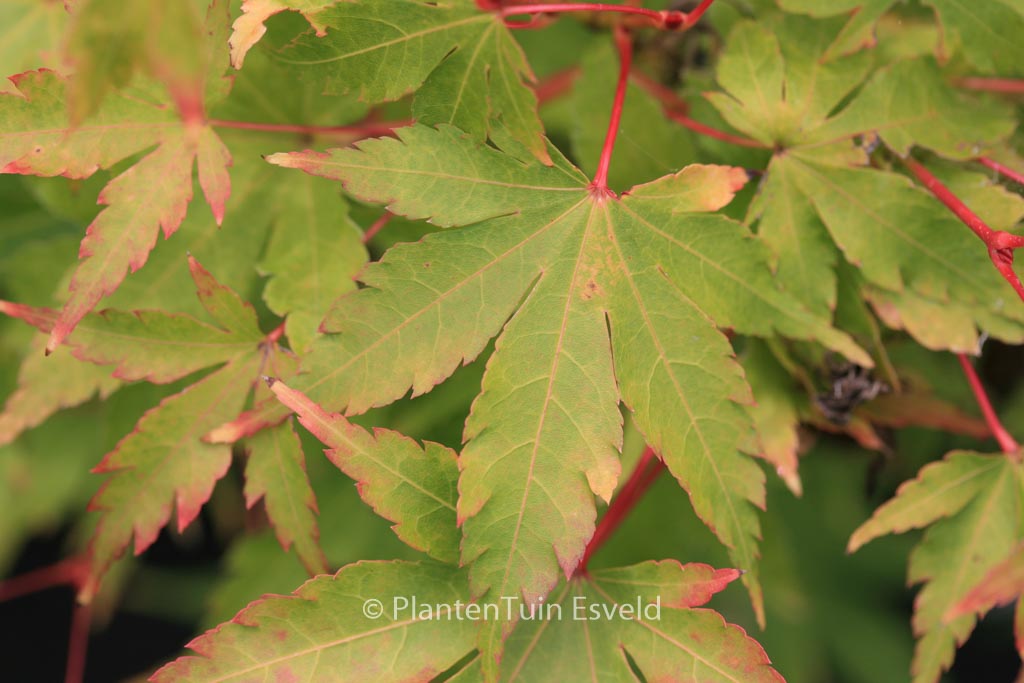 Acer palmatum ‚Senski‘