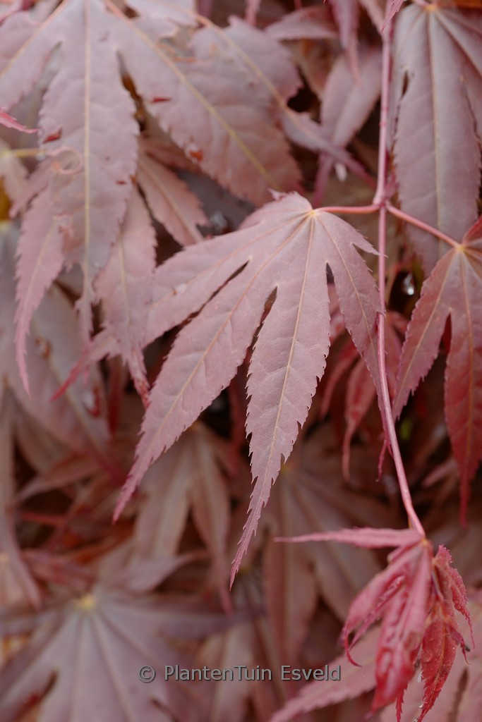 Acer palmatum ‚Sensu‘