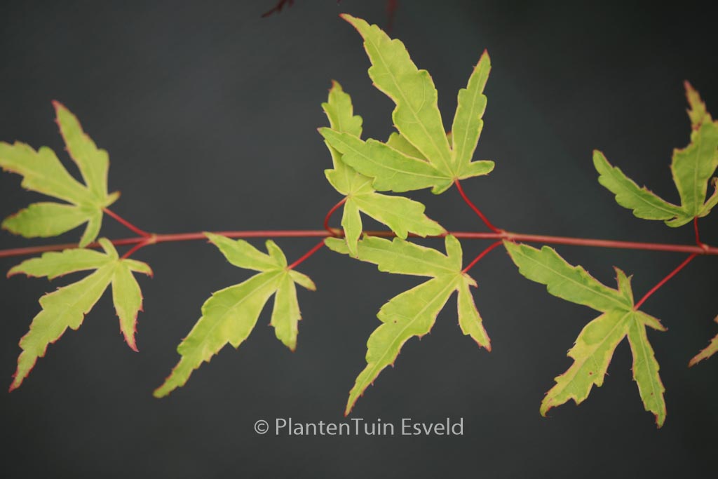 Acer palmatum ‚Seuss’s Sister‘