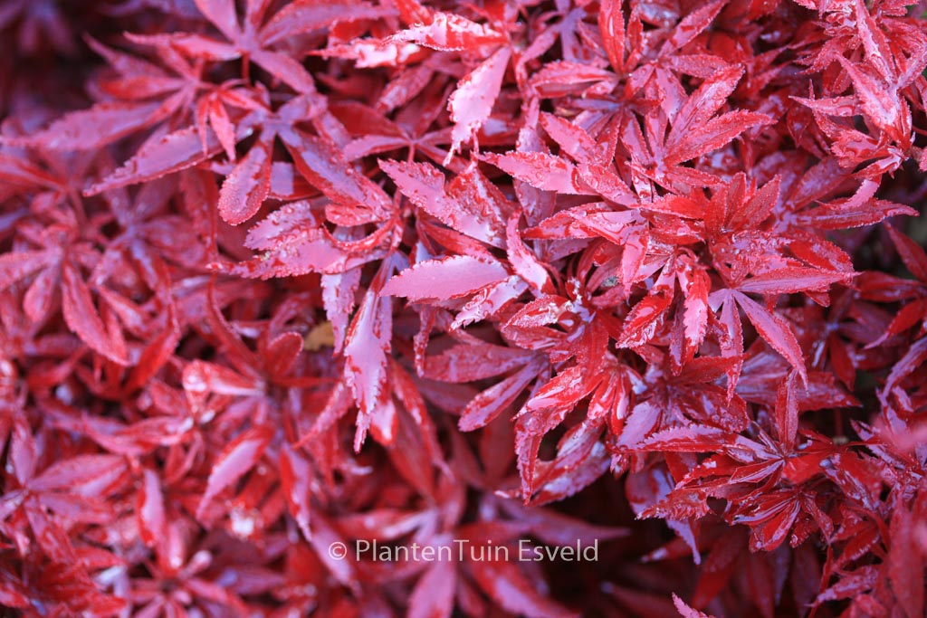 Acer palmatum ‚Shaina‘
