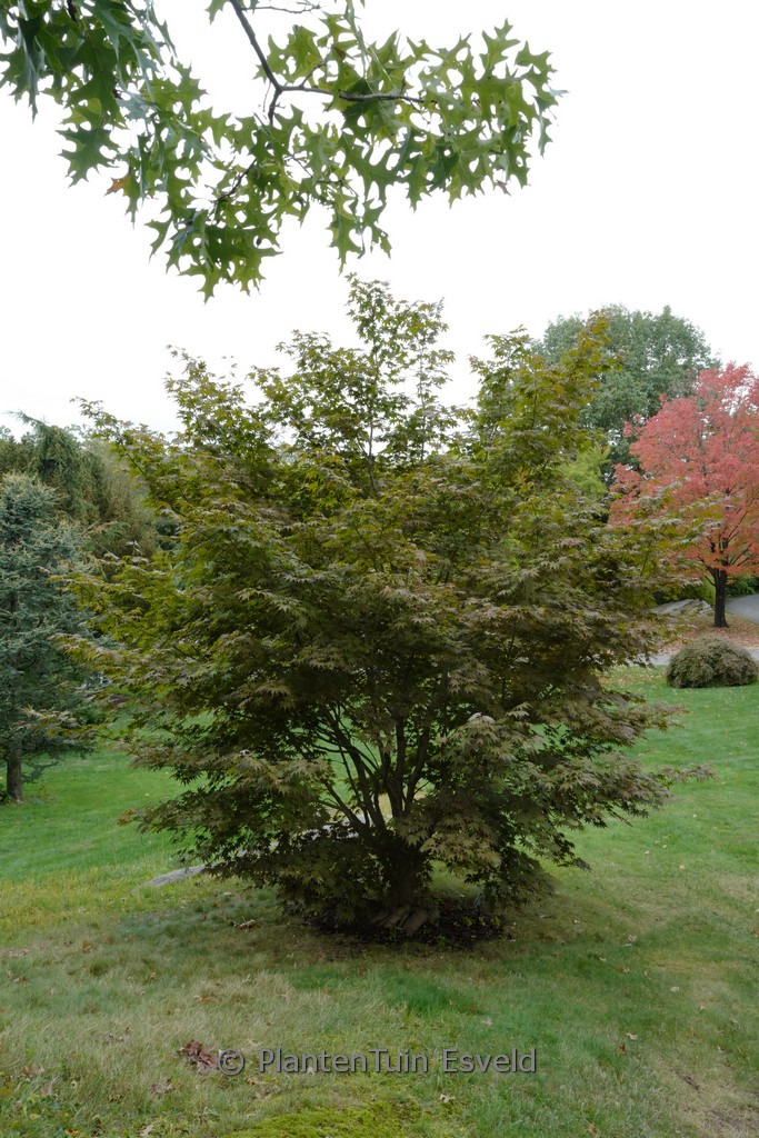 Acer palmatum ‚Sharon‘