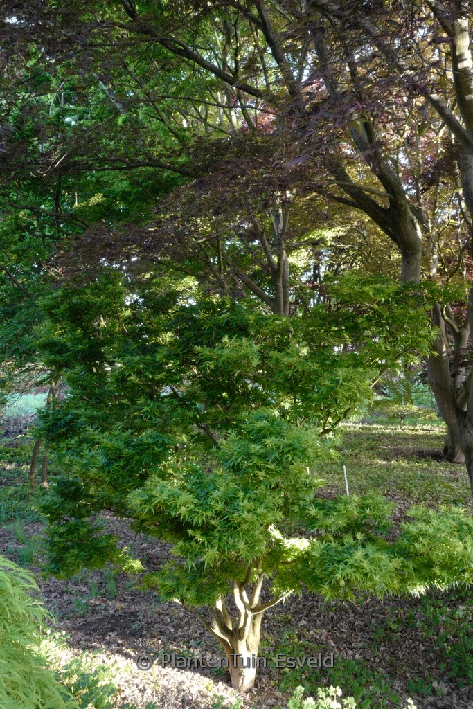 Acer palmatum ‚Sharp’s Pygmy‘