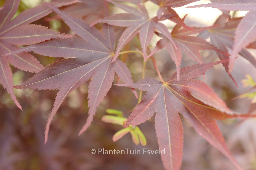 Acer palmatum ‚She Katy‘
