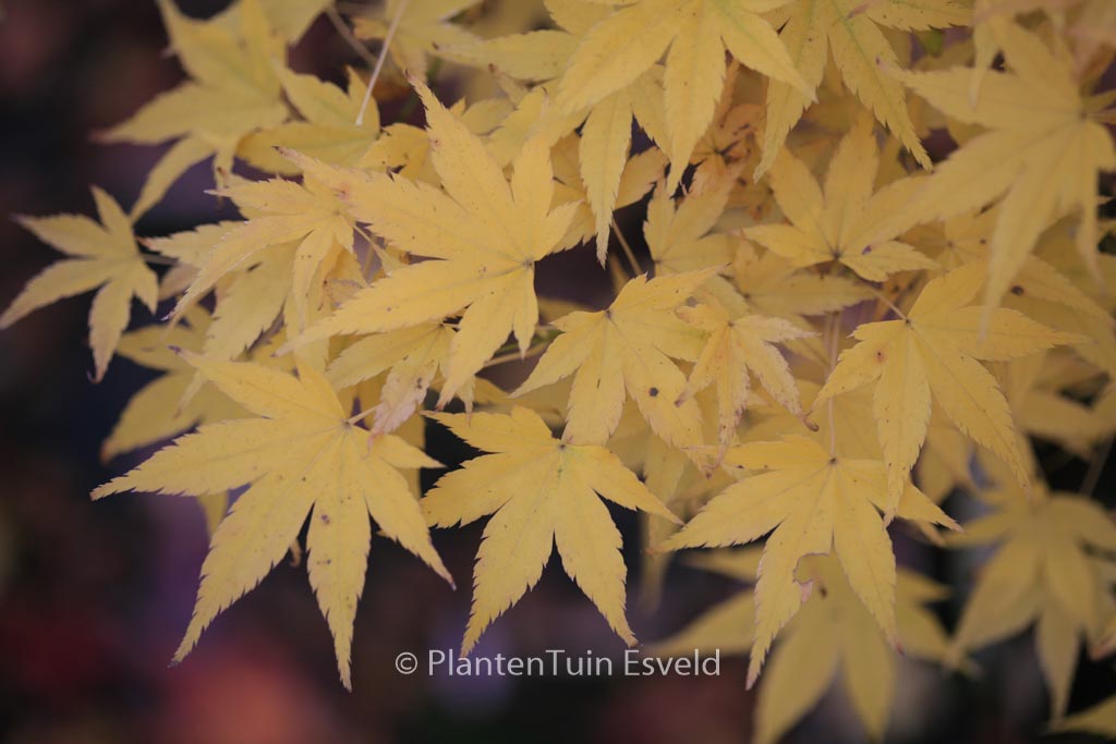 Acer palmatum ‚Shidava Gold‘