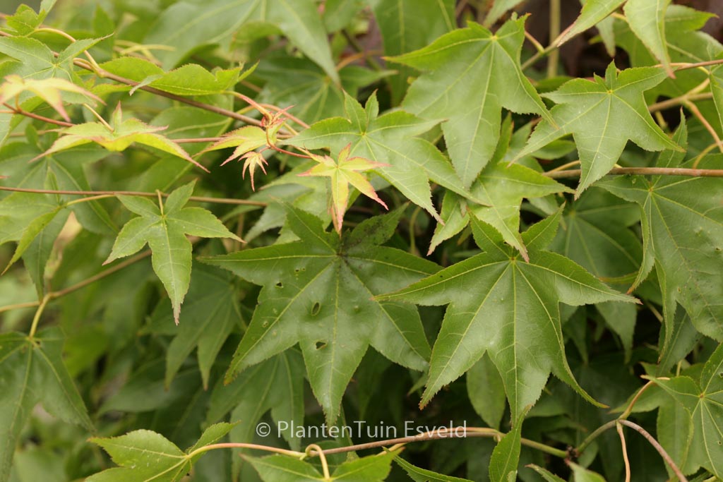 Acer palmatum ‚Shigarami‘