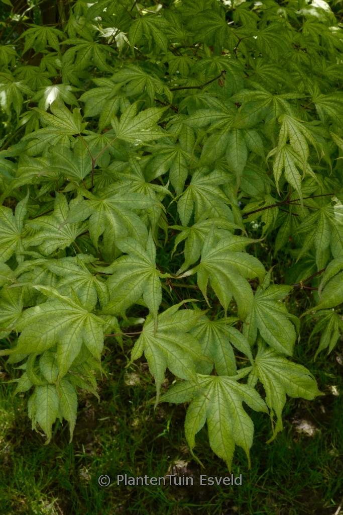 Acer palmatum ‚Shigitatsu-sawa‘