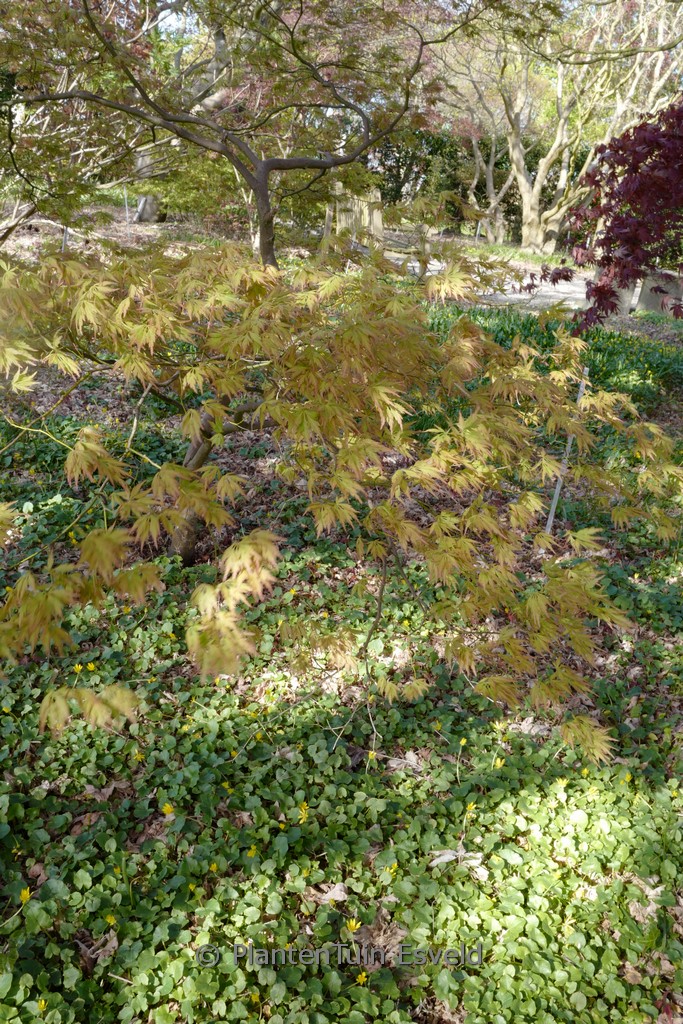 Acer palmatum ‚Shigure-bato‘
