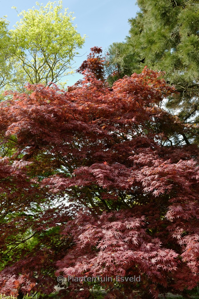 Acer palmatum ‚Shikage-ori-nishiki‘