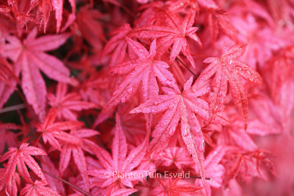 Acer palmatum ‚Shin-de-shohjoh‘