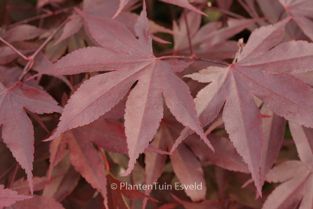 Acer palmatum ‚Shin-koba-shojo‘