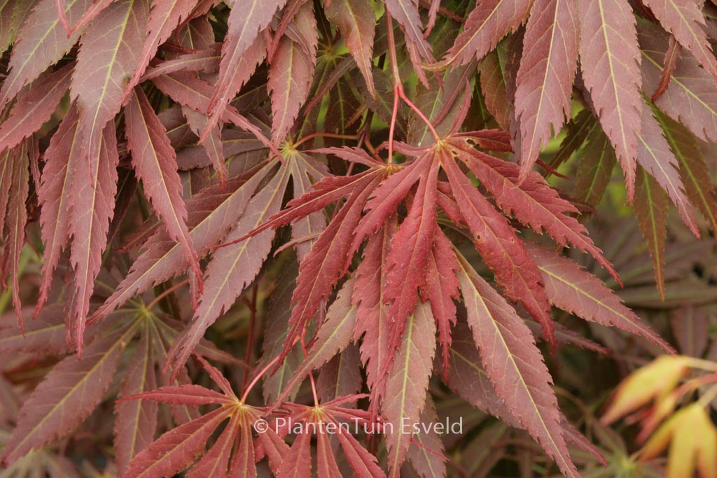 Acer palmatum ‚Shinonome‘