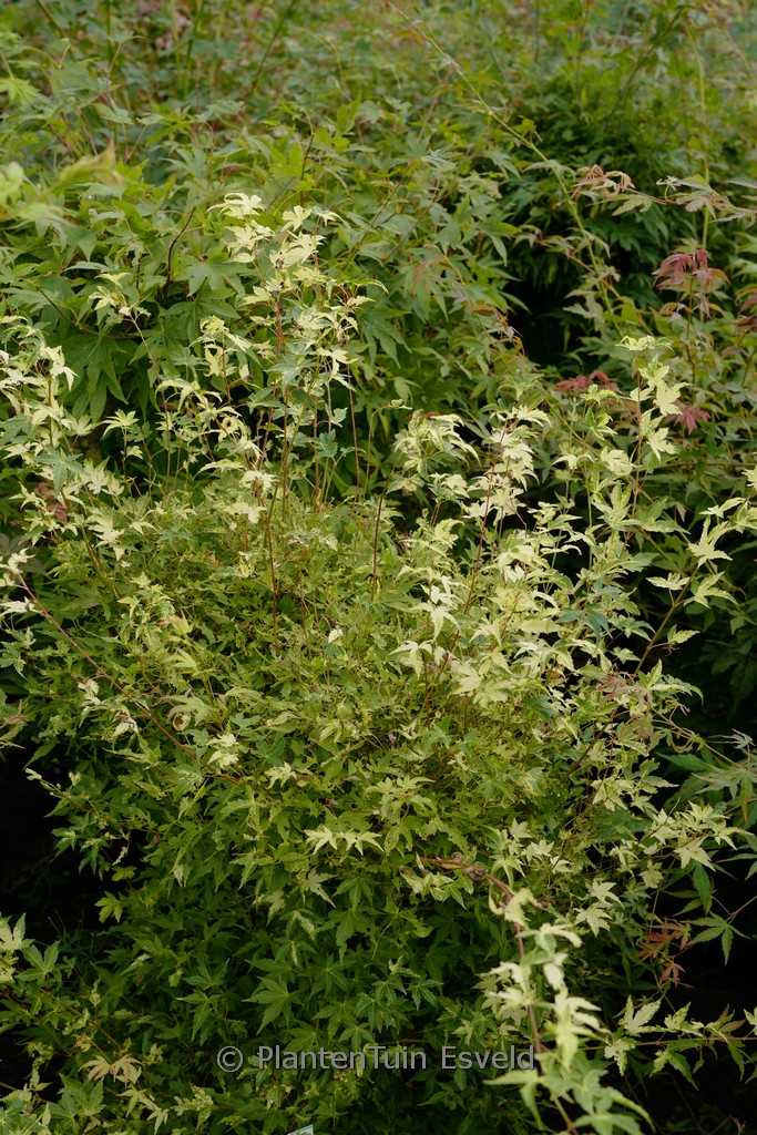 Acer palmatum ‚Shiro-fu-nishiki‘