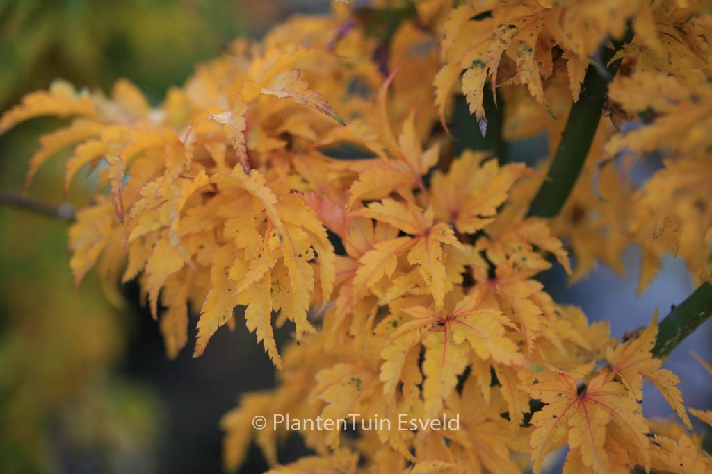 Acer palmatum ‚Shishi-gashira‘