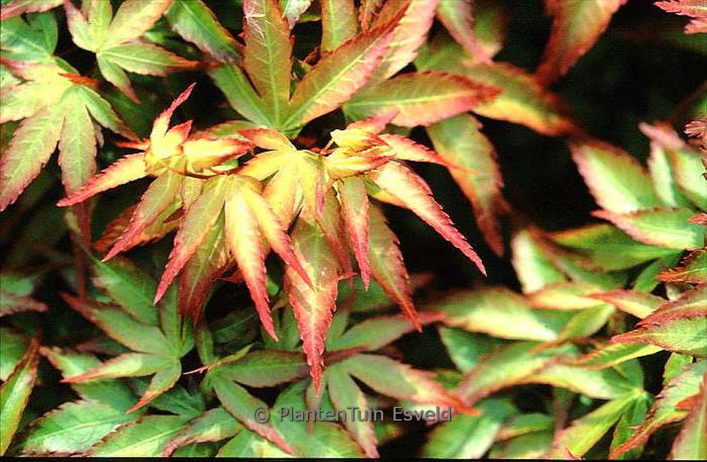 Acer palmatum ‚Shishio hime‘