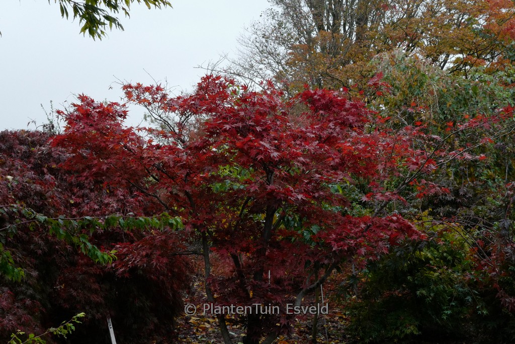 Acer palmatum ‚Shohjoh-nomura‘