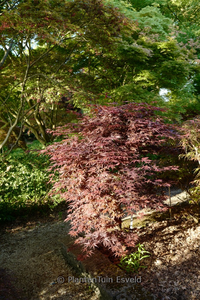 Acer palmatum ‚Shohjoh‘