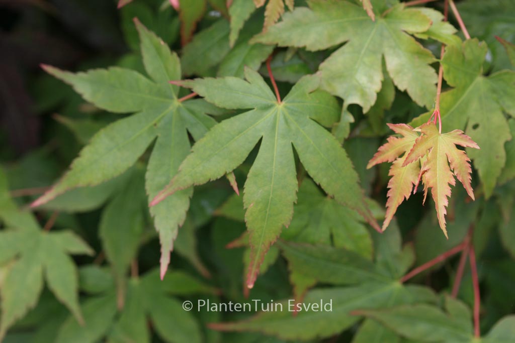 Acer palmatum ‚Shohrei-ki-ji‘