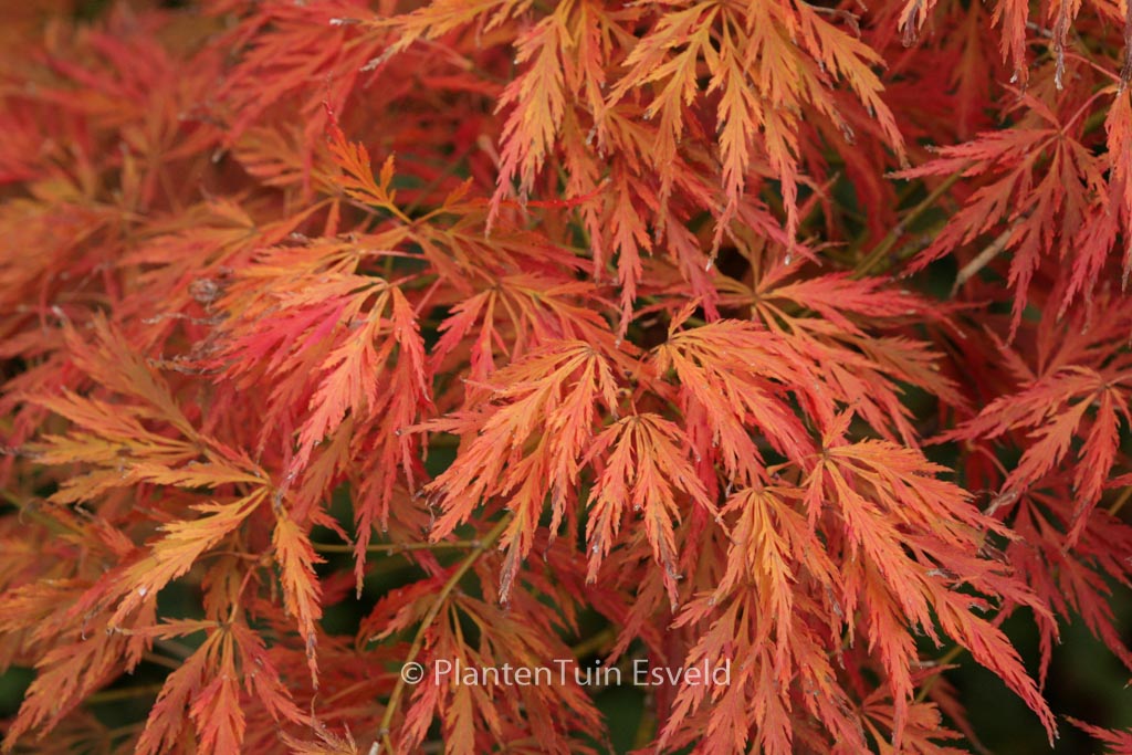 Acer palmatum ‚Shojo-shidare‘