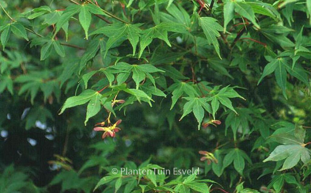 Acer palmatum ‚Shuhzan-koh‘