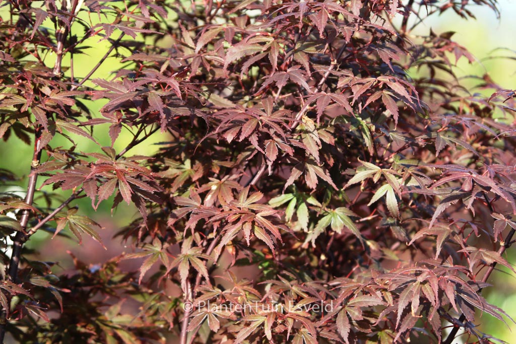 Acer palmatum ‚Skeeter’s Broom‘