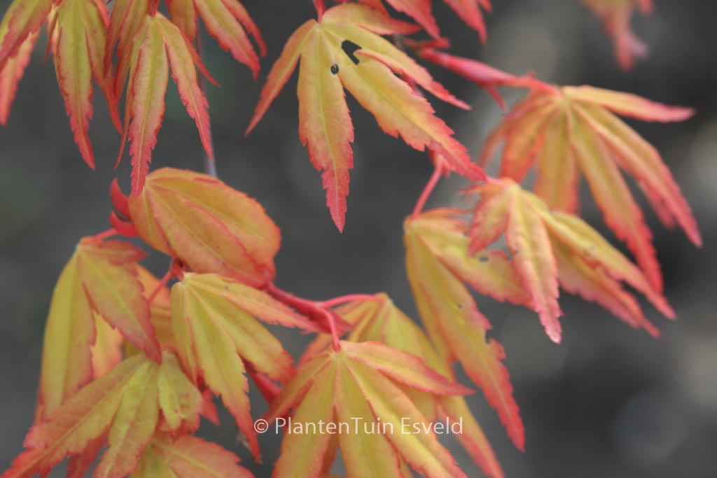 Acer palmatum ‚Sode-nishiki‘