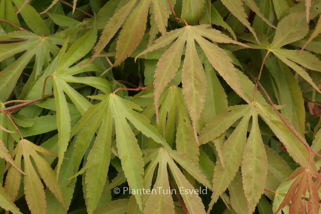 Acer palmatum ‚Soma-no-kawa‘