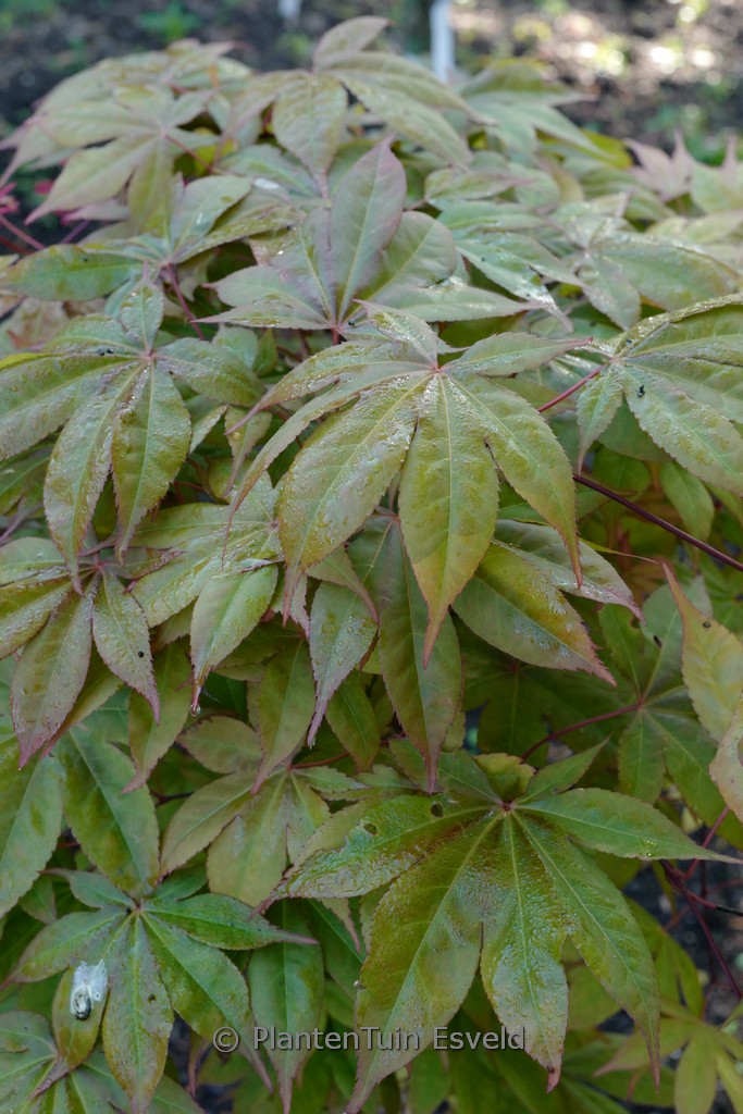 Acer palmatum ‚Soni‘