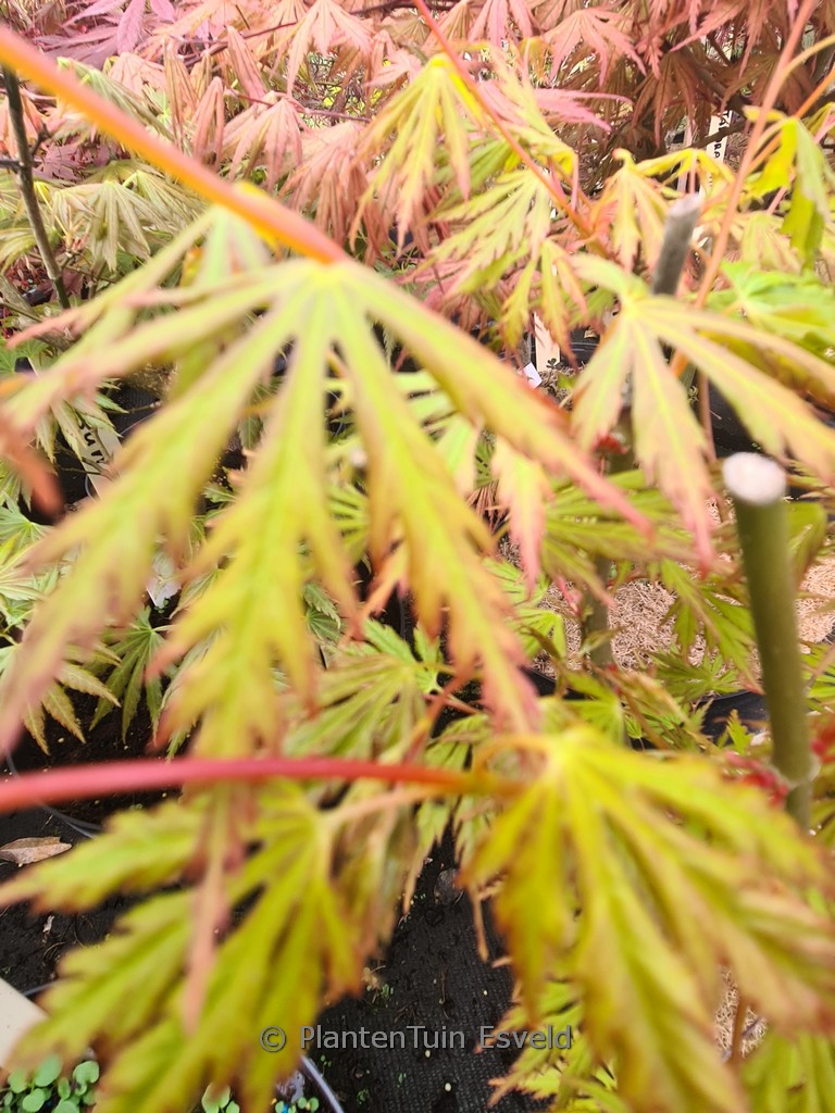 Acer palmatum ‚Sonkoot9‘ (ORANGE LACE)