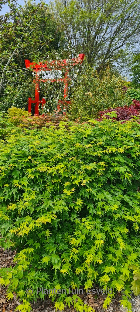 Acer palmatum ‚Sonkootgre‘ (GOING GREEN)