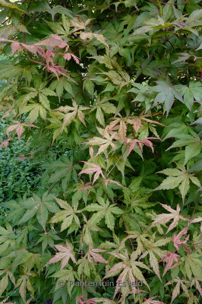 Acer palmatum ‚Spring Copper Glow‘