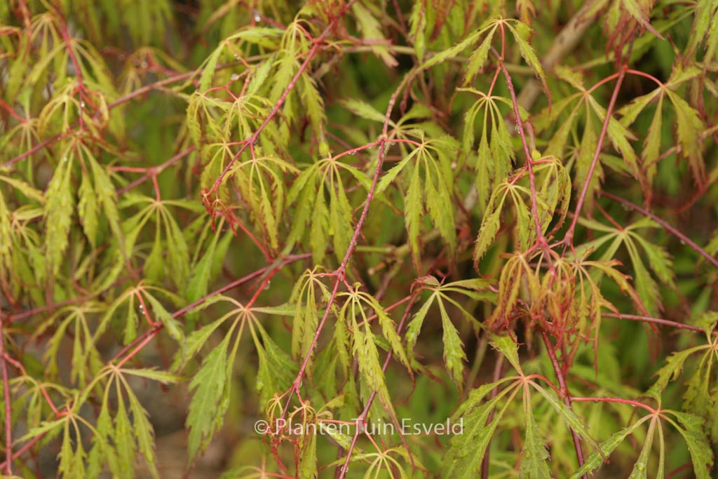 Acer palmatum ‚Spring Delight‘