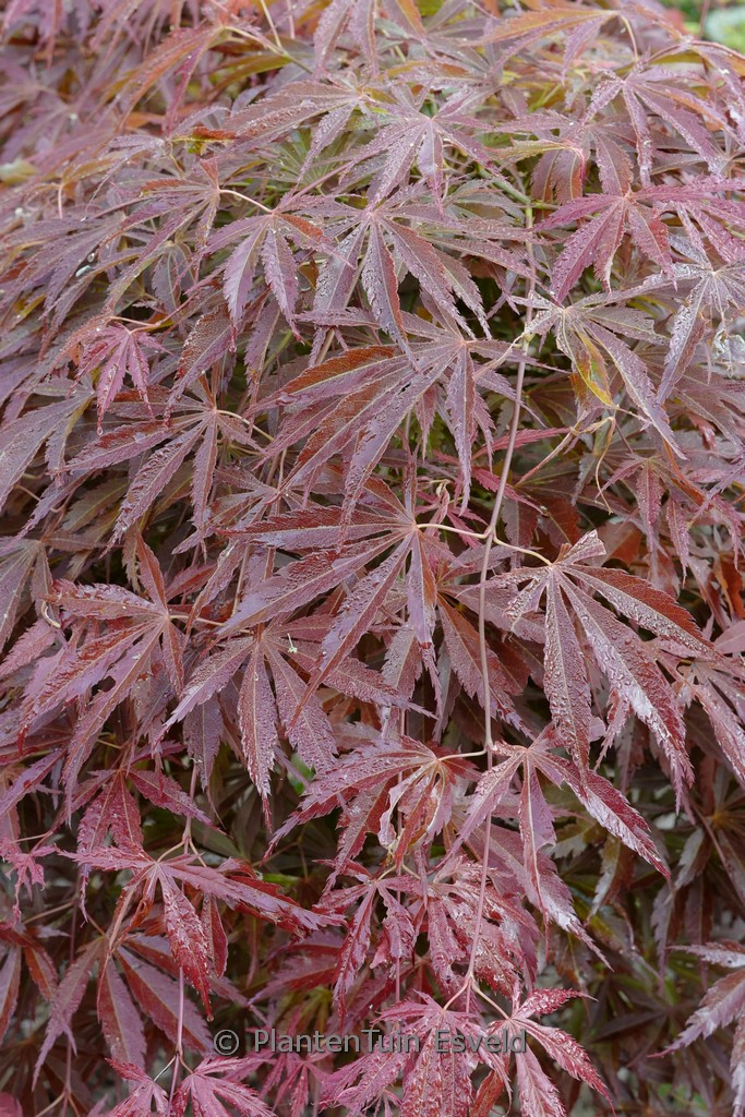 Acer palmatum ‚St. Jean‘