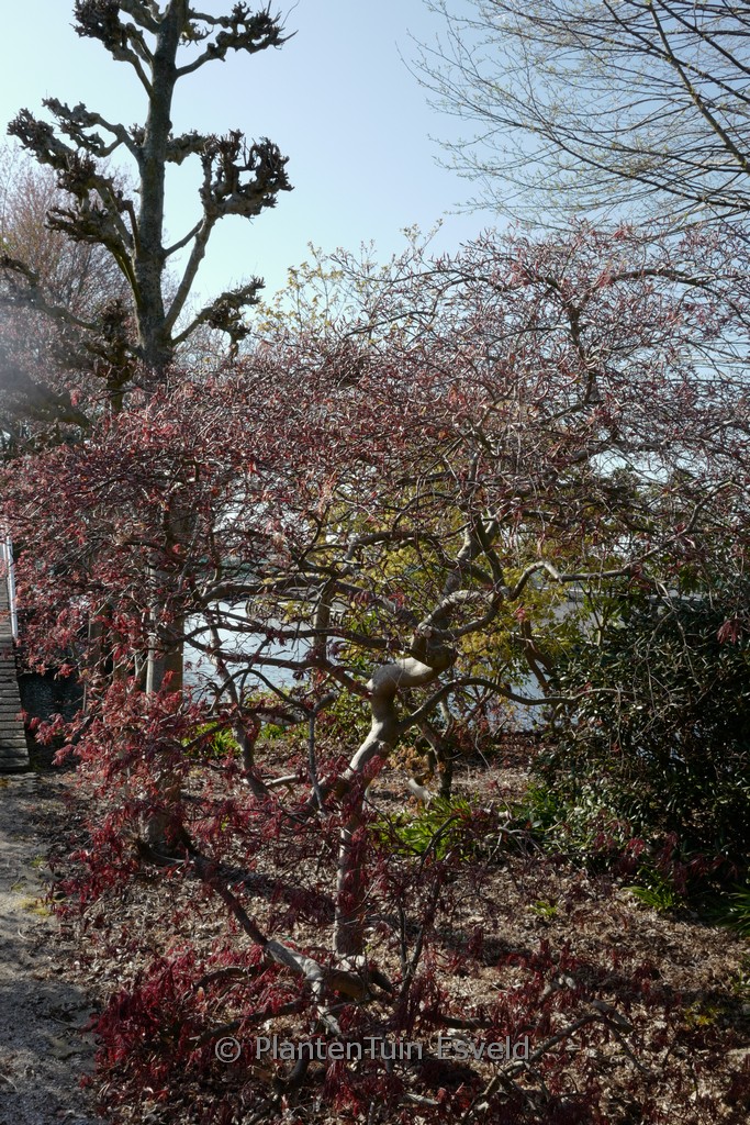 Acer palmatum ‚Stella Rossa‘
