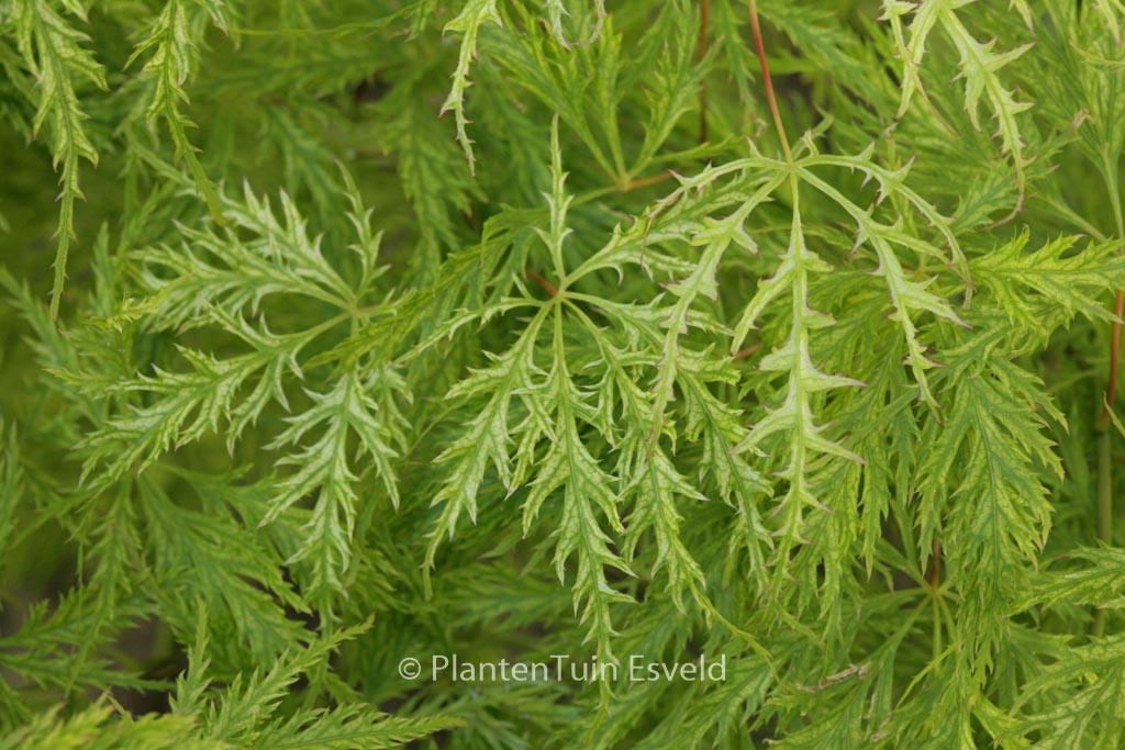 Acer palmatum ‚Suisei‘