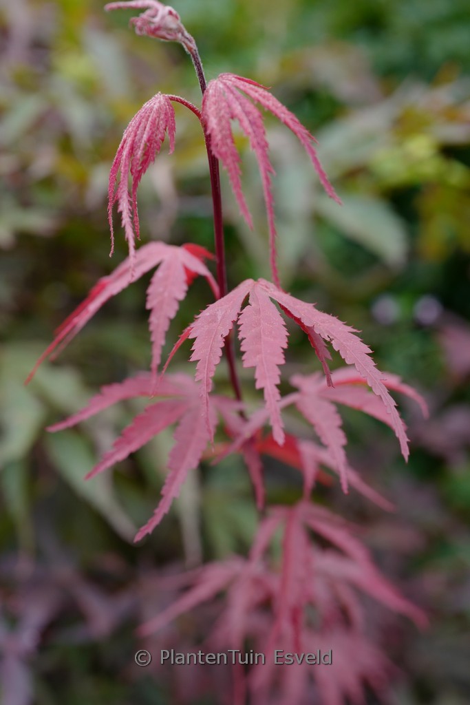 Acer palmatum ‚Sumi-nagare‘