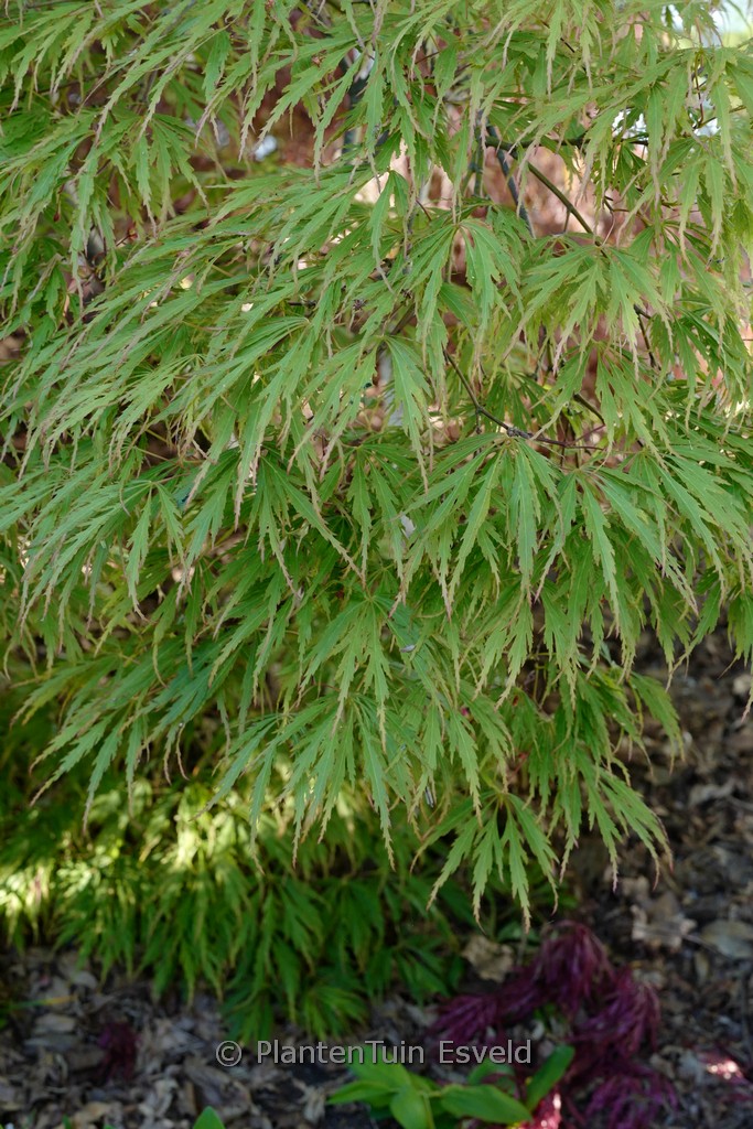 Acer palmatum ‚Sumi-shidare‘