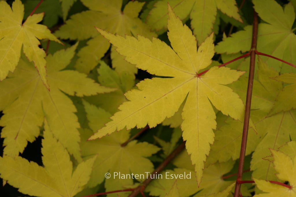 Acer palmatum ‚Summer Gold‘