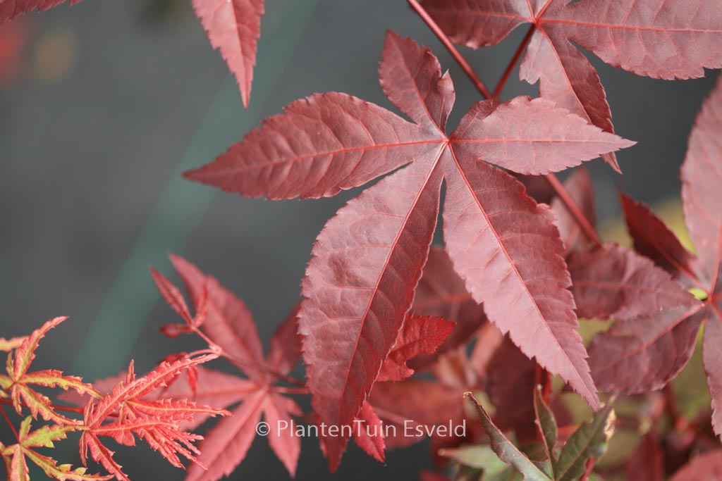 Acer palmatum ‚Summer Sunset‘