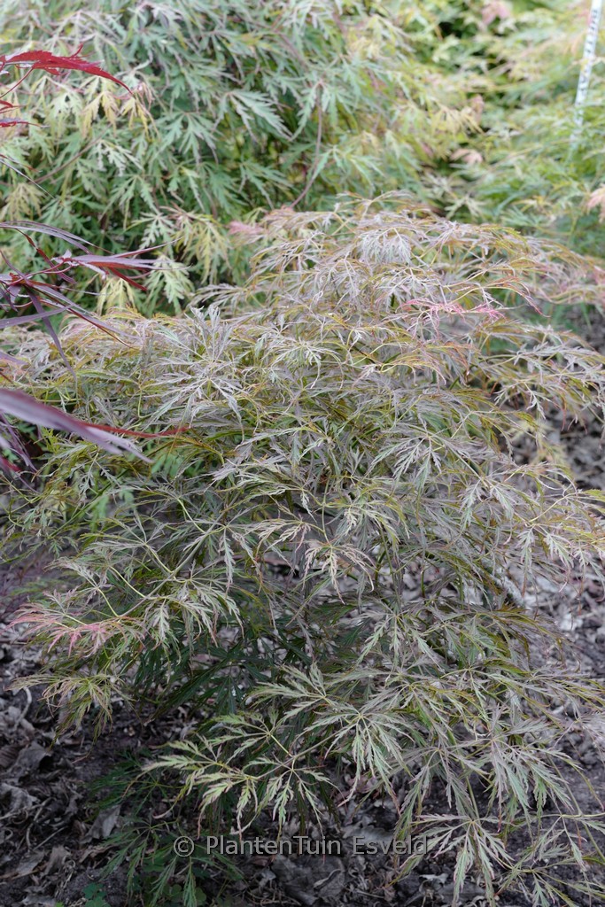 Acer palmatum ‚Sunny Disposition‘