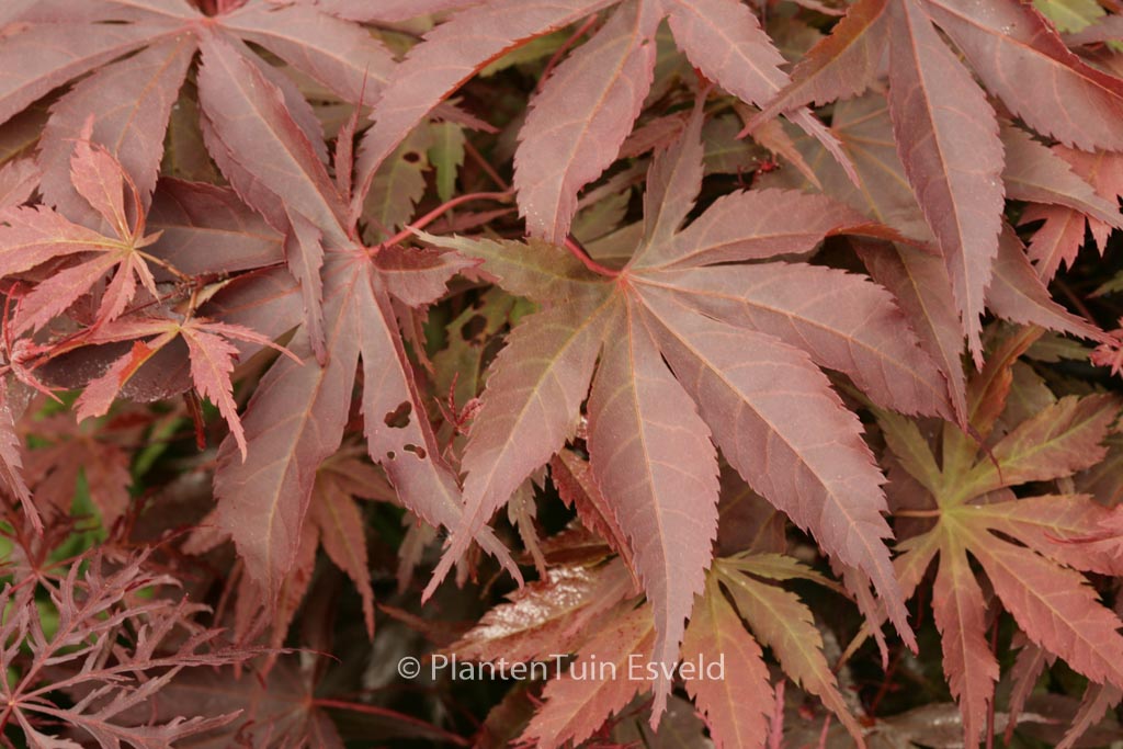 Acer palmatum ‚Sunset‘