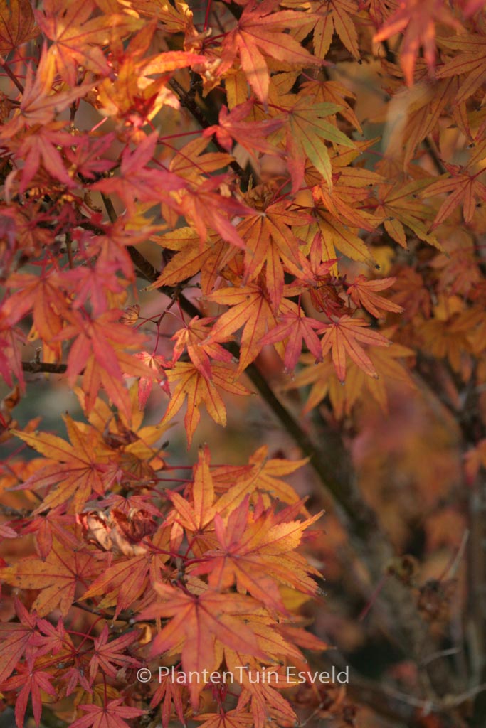 Acer palmatum ‚Susan‘