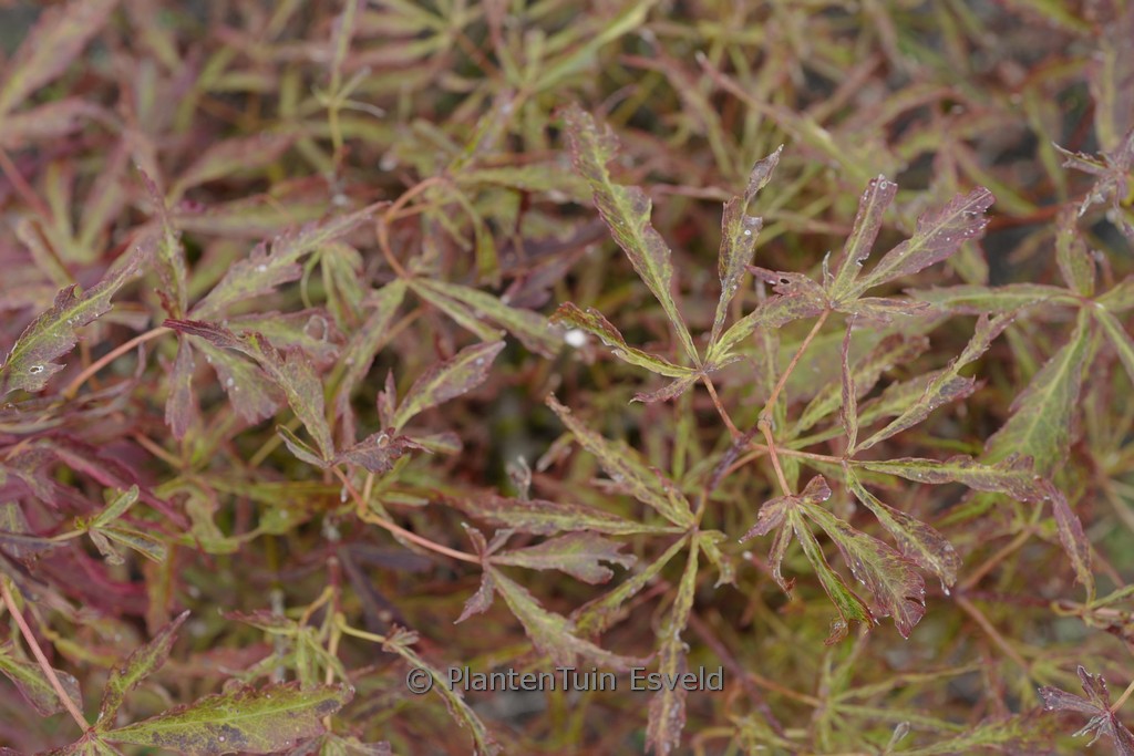 Acer palmatum ‚Swamp Thing‘