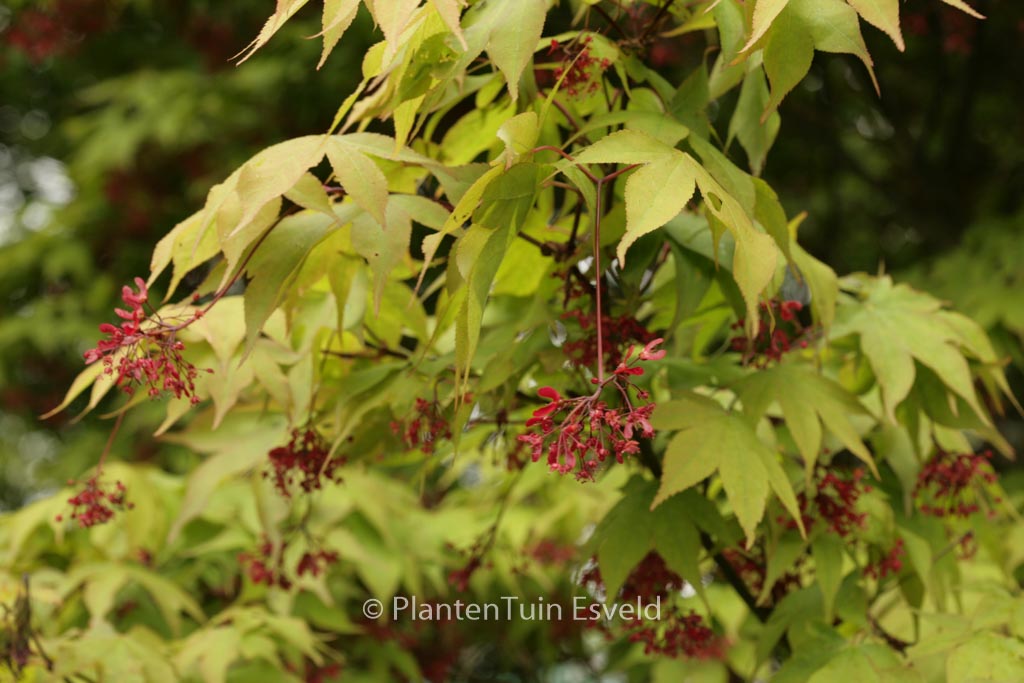 Acer palmatum ‚Taihai‘