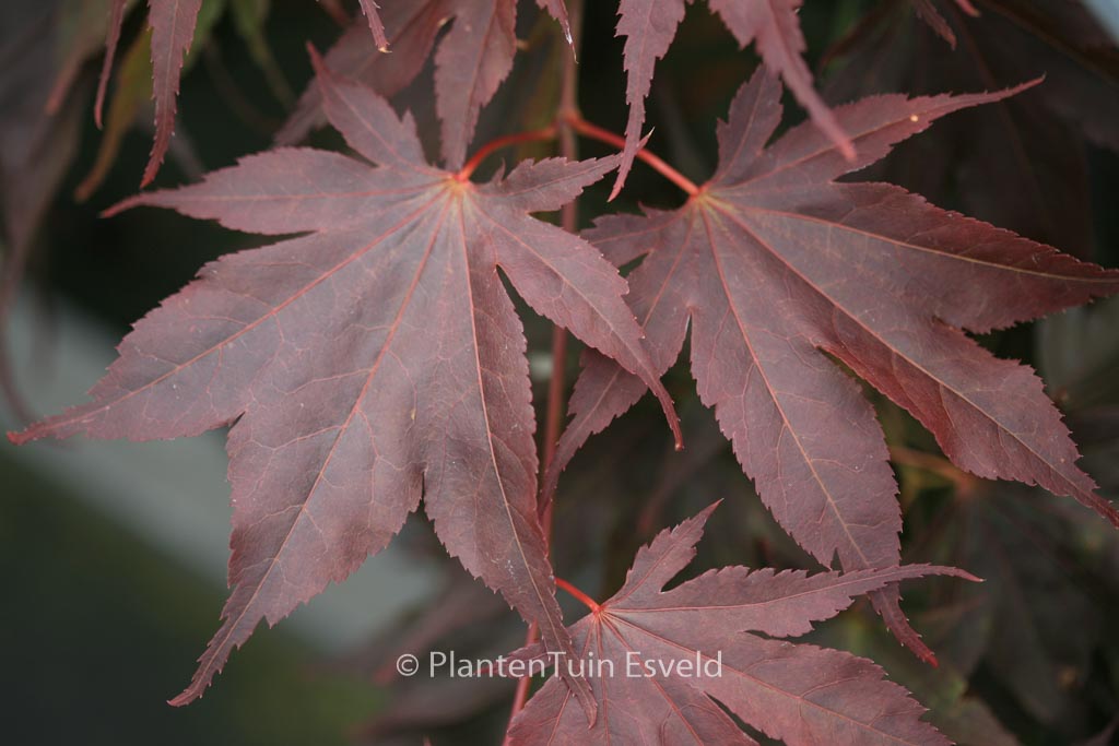 Acer palmatum ‚Taimin-nishiki‘
