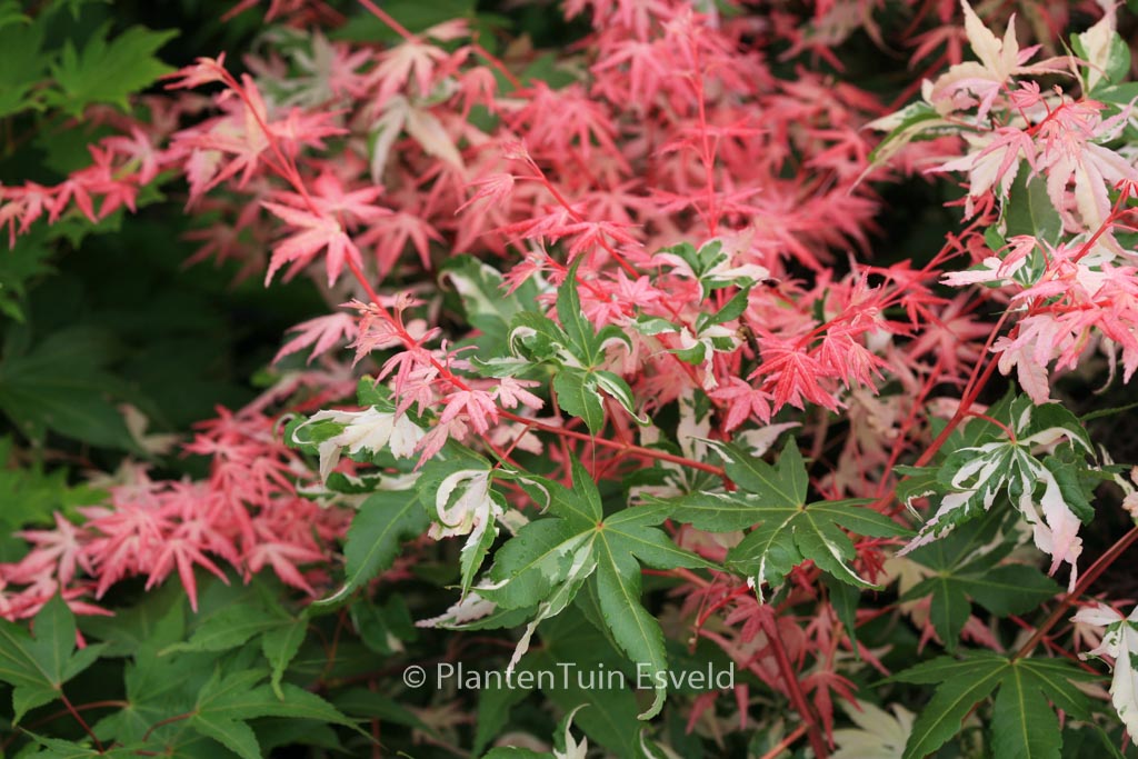 Acer palmatum ‚Taiyoh-nishiki‘