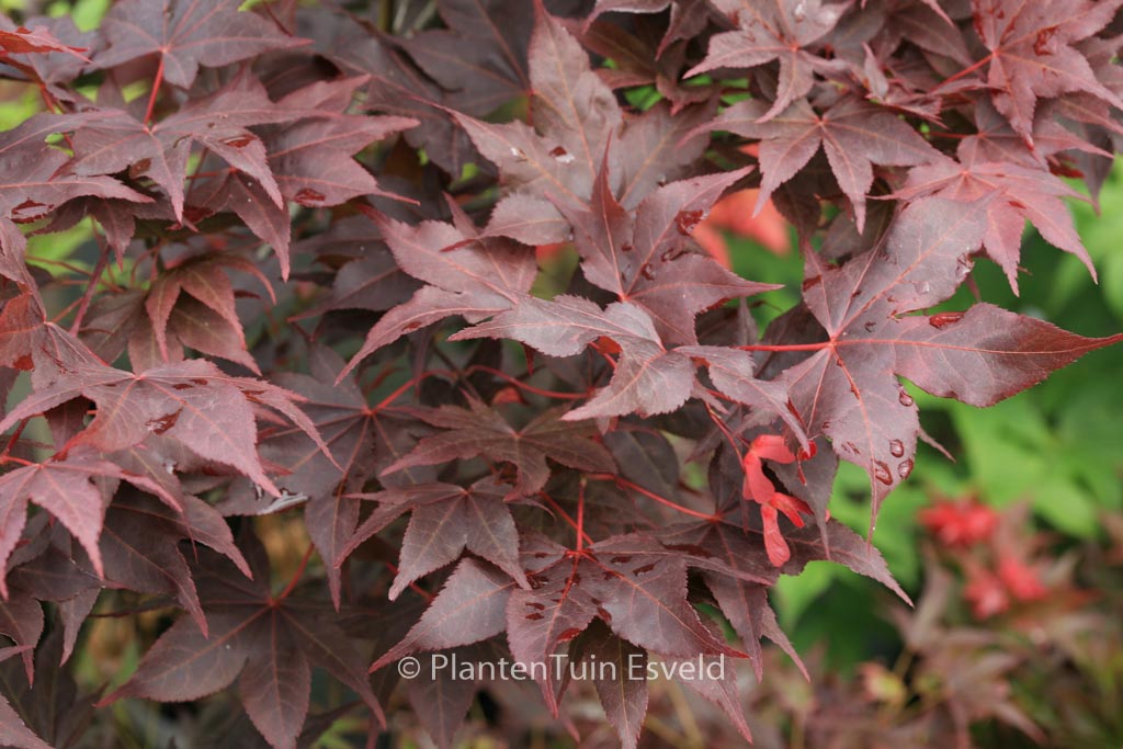 Acer palmatum ‚Takao-beni‘